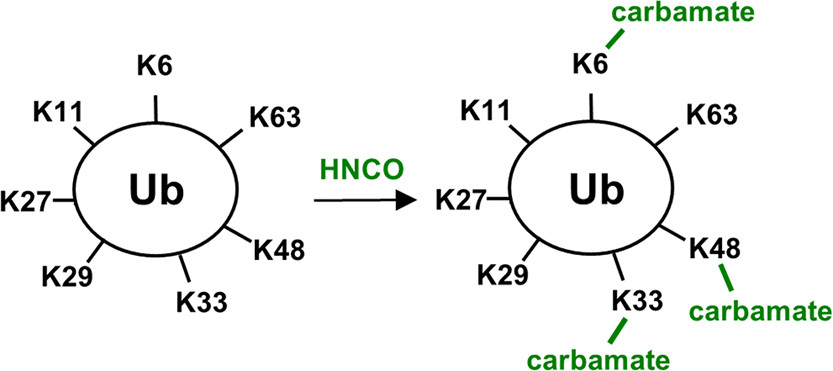 CO2 impacting signaling: Pawloski et al expand on initial reports of ubiquitin carbamylation, testing susceptibility of all amines & finding candidates that likely affect polyUb-mediated pathways in cells. pubs.acs.org/doi/10.1021/ac… #tbt #PTM @UofMaryland @JHUArtsSciences