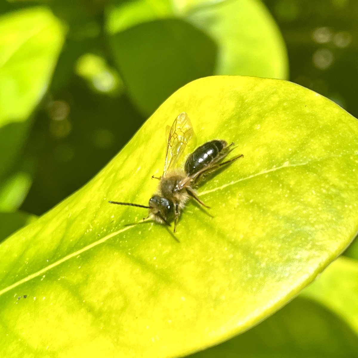 Todays Lunchtime walk Bees - Melecta Nomada, Dewdrop, Andrena #SolitaryBees #Pollinators