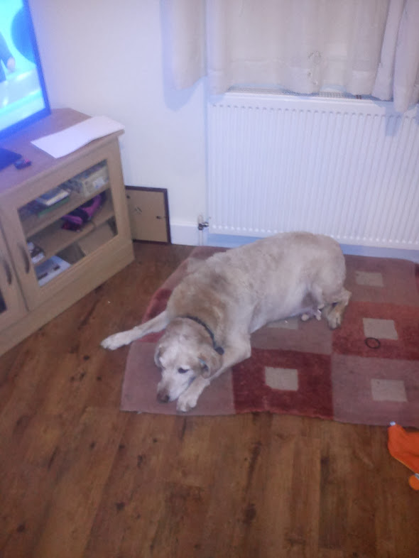 Europeanrel's tweet photo. #ThrowbackThursday #Removalshounds style 
28/02/2014 
(@ashleyrclark1 (@Tiggers_Tails )
This is old by Charlie the Og #Removalshound https://t.co/7zqEpBEVAh