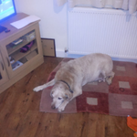Photo by Team dog Nelson and Lucy #Removalshounds (@Europeanrel)