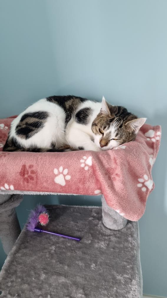 Dilber, now named Dottie, in her #fureverhome 🥰