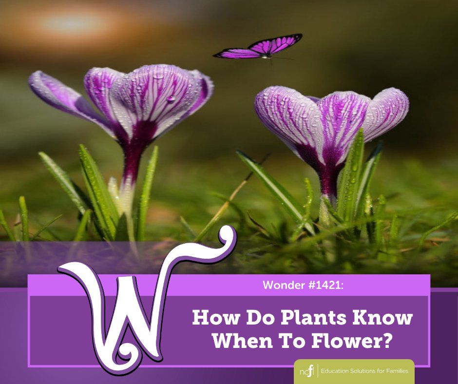 Spring is the perfect time to help kids learn about nature, and our digital #FamilyLearning resource @Wonderopolis is the perfect place to get started. Read Wonder 1421: How Do Plants Know When to Flower? with the young plant lover in your life today: ow.ly/MS5j50Rj2wB