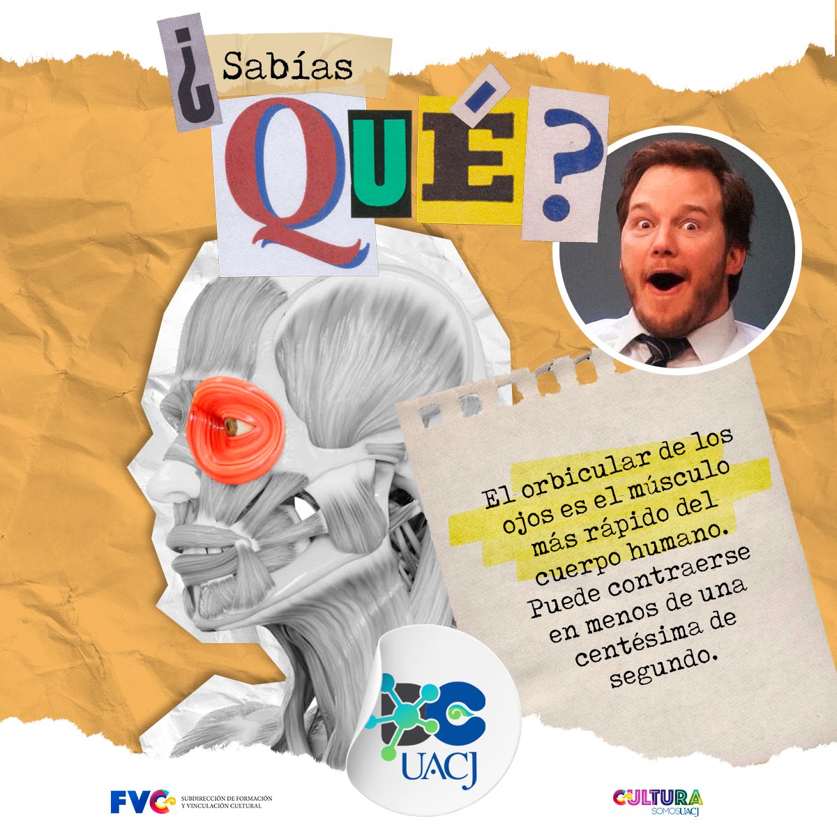 CIENCIAUACJ's tweet photo. ¿Sabías esto? ... Anatómicamente, el músculo #orbicular se compone de fibras musculares lisas y estriadas. Su función principal es cerrar los #párpados, protegiendo así el #ojo de cuerpos extraños, regulando la entrada de luz y humedad, y lubricando la superficie ocular. #dcuaj https://t.co/YrrfFAZAZE
