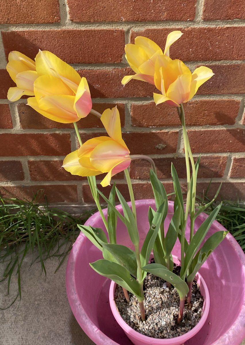 Pleasant afternoon here although still chilly. These are the prettiest #tulips I have ever grown and I love them 🌷