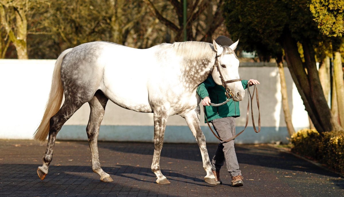 🌟 More Group glory for the progeny of @IrishNatStud's PHOENIX OF SPAIN (pic) 🌟 HAATEM lands the Gr.3 Craven Stakes @NewmarketRace. Bred by Hyde Park Stud, the 3YO colt was purchased as a yearling from @Tattersalls1766. 🗞 Catch his pedigree review in tonight's EBN