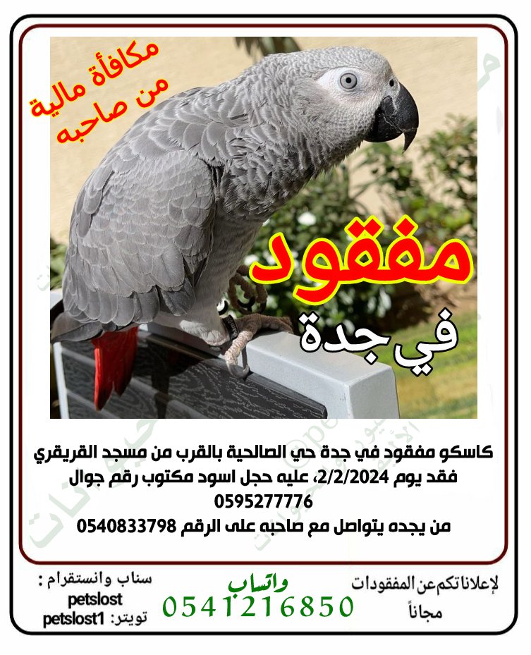 Petslost1's tweet photo. كاسكو مفقود في جدة حي الصالحية بالقرب من مسجد القريقري ، فقد يوم ٢ فبراير ٢٠٢٤م ،من يجده يتواصل مع صاحبه على المعلومات في الصورة 

#طيور #ببغاء_ضائع #ببغاء_مفقود #مفقود #جدة   #السعودية  #الإمارات #البحرين #قطر #عمان https://t.co/gy9aWcPT8B