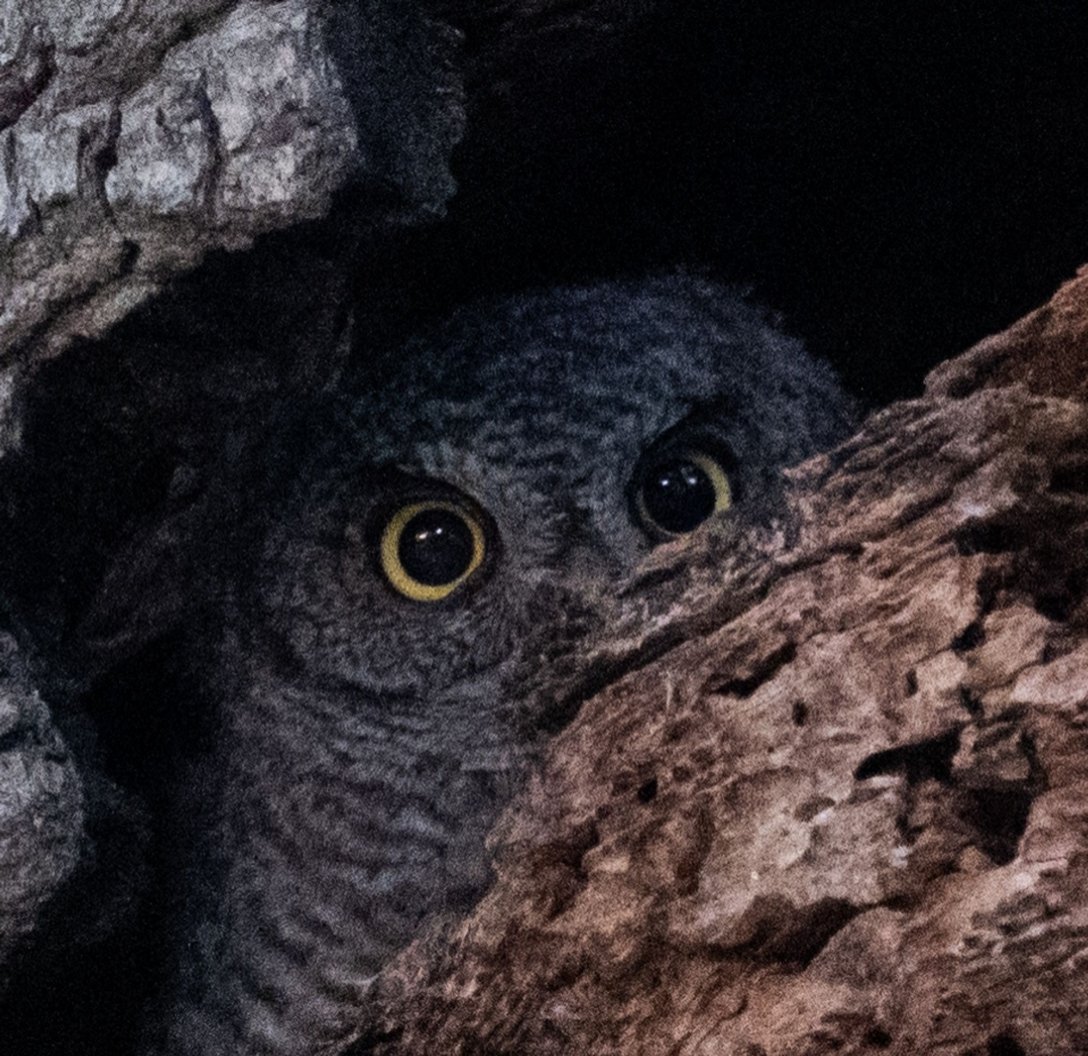 zoology oomfs!!! what owl is this im. stumped