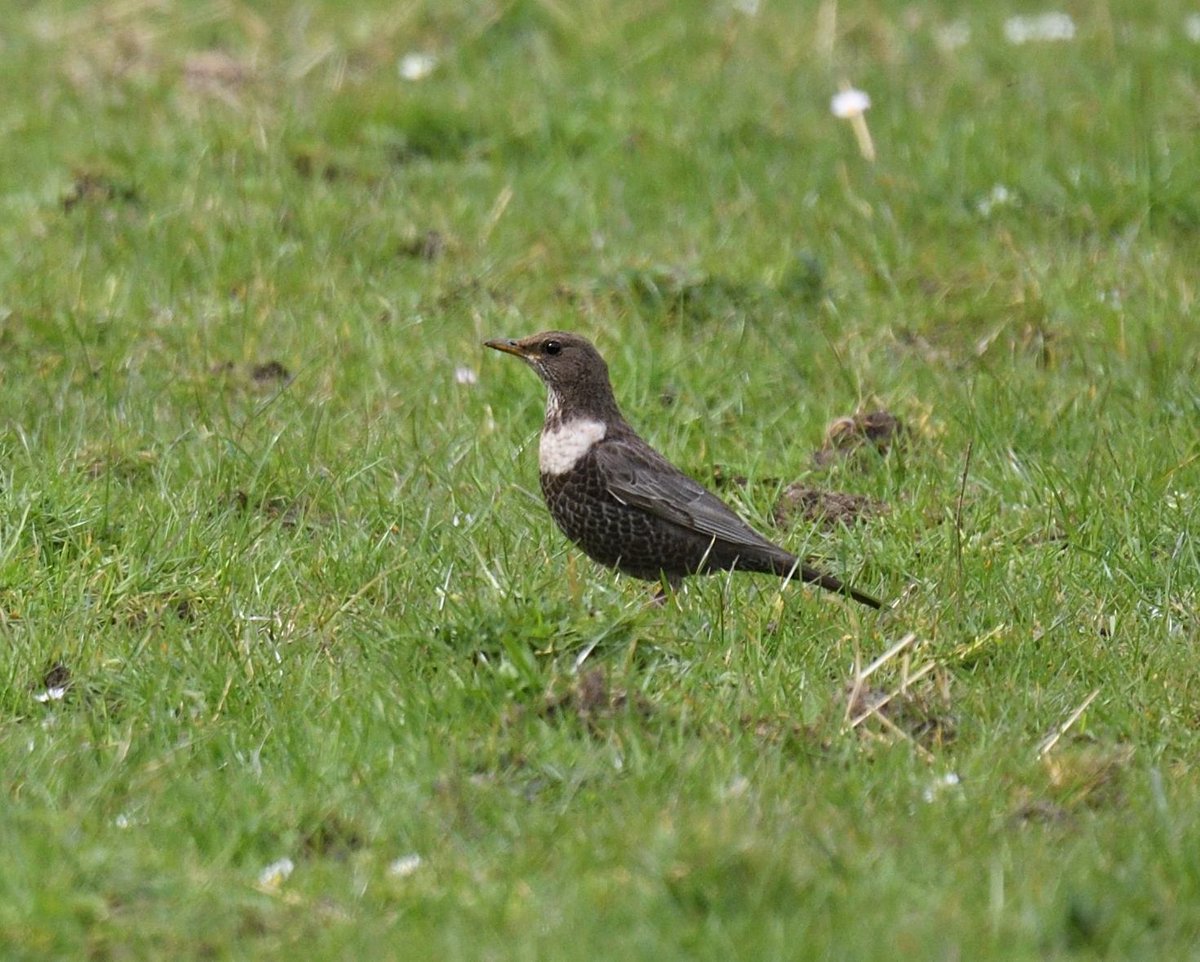 Staying with the lovely @1Gorsegirl in her new home in #WestNorfolk and lucky for me she spotted the most amazing house ✔️this morning! #RingOuzel feeding in the horse paddock next to her garden @NorfolkWT