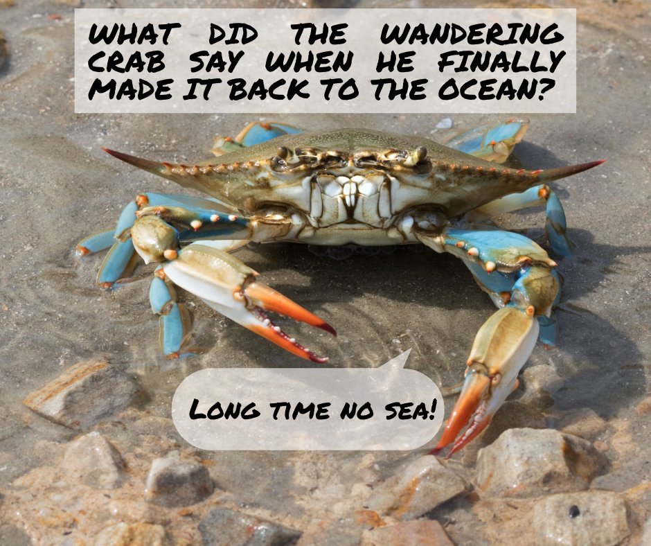 Wrap up your #week with some #marinesciencejoke! 

#ThursdayPuns #MarineScience