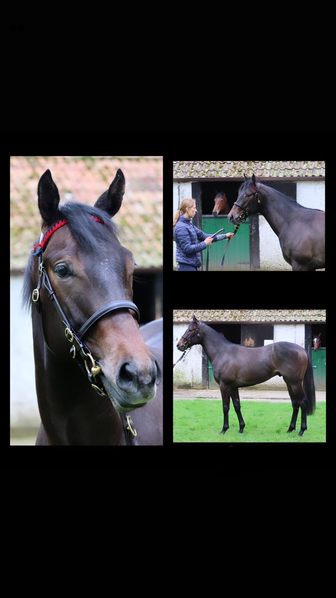 How impressive was Haatem🤩, looking forward to selling the only colt by the on fire 🔥 Phoenix of Spain at the Guineas Breeze Up Sales Lot 215 @IrishNatStud @Tattersalls1766 @nanallac_stud @ANBloodstock