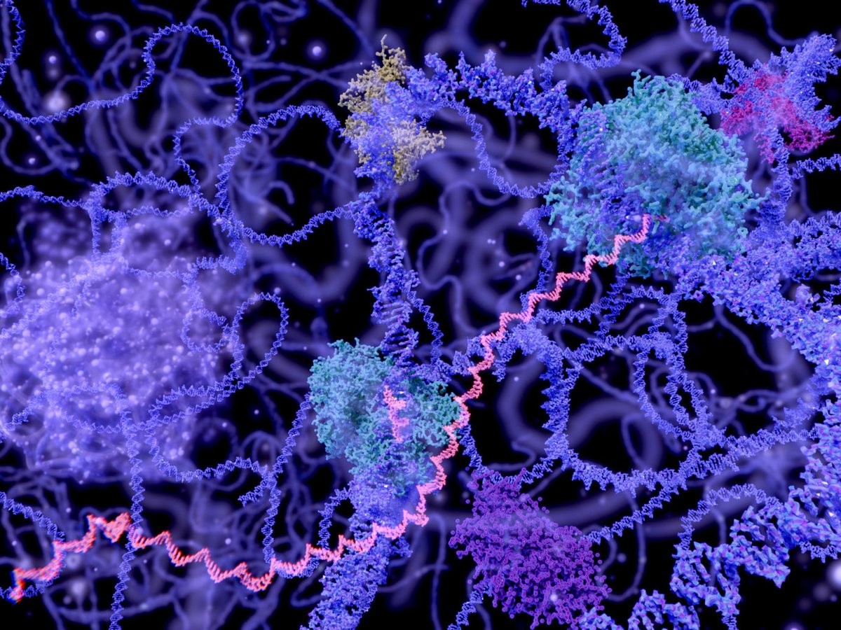 UCCancerCenter's tweet photo. π₯ Hot off the press: Andrew Koh, PhD and team addressed longstanding questions of how and when T cells acquire the capacity to fight with pathogens and cancer cells in their development.
#TCellDevelopment
@NatImmunol @UCCancerCenter
https://t.co/4NPRlxoO76 https://t.co/BP1K5TKg2m