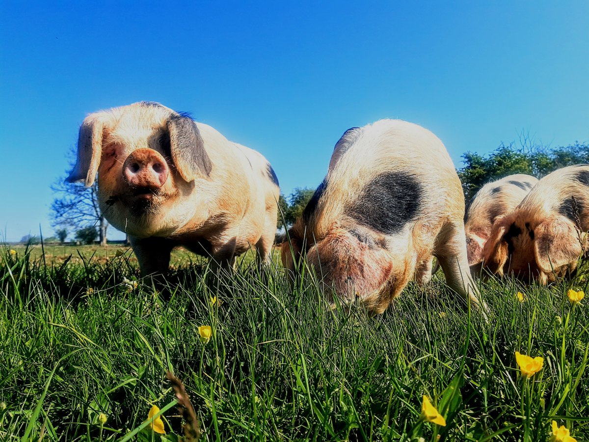 BBC Radio Cornwall - listen to RBST member, Sally Lugg, talking about native breed pigs, and the way consumers can help. Have a listen, and let us know your thoughts! #RBSTWatchlist24 #Watchlist24 #RBST #NativePigs #RarePigs bbc.co.uk/sounds/play/p0… 📷Sophia Ashe - GOS Pigs