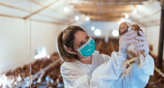 WHO schlägt wegen Ausbreitung von Vogelgrippe Alarm:  Genf – Die Weltgesundheitsorganisation (WHO) hat wegen des Übergreifens des Vogelgrippeerregers H5N1 auf immer mehr Arten Alarm geschlagen. Dass H5N1 nicht mehr nur Vögel… dlvr.it/T5gwn7 #H5N1 #Vogelgrippe #WHO