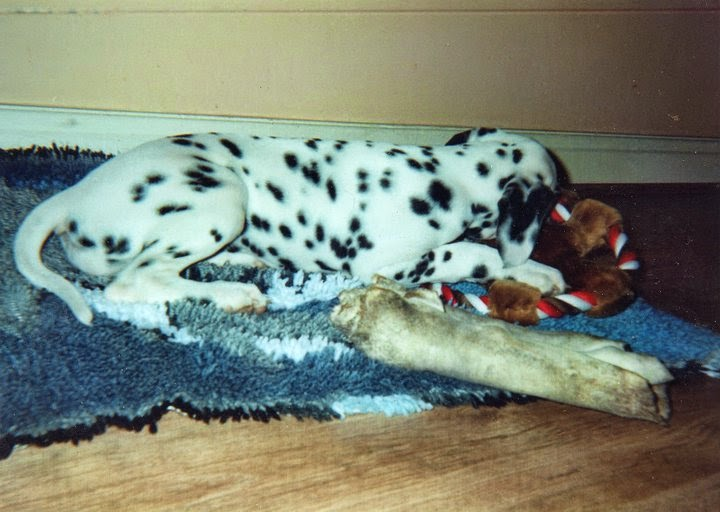 Europeanrel's tweet photo. @ashleyrclark1 @Tiggers_Tails @CarolPoyerPeett @HelpForMovers #Removalshounds and #ThrowbackThursday https://t.co/yGtgrVwVnW