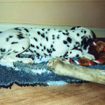 Photo by Team dog Nelson and Lucy #Removalshounds (@Europeanrel)
