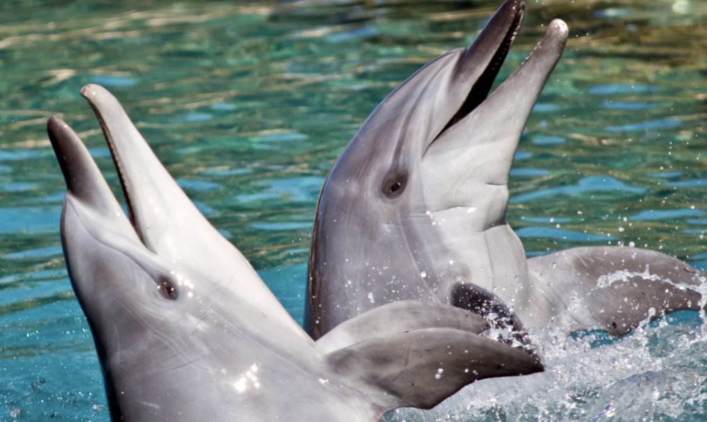 My morning's fun, broad-strokes generalizations: Even the most hardened Marxists talk to their animals. Even the most technocratic object-oriented ontologists know the difference between a community of rocks and that of dolphins.