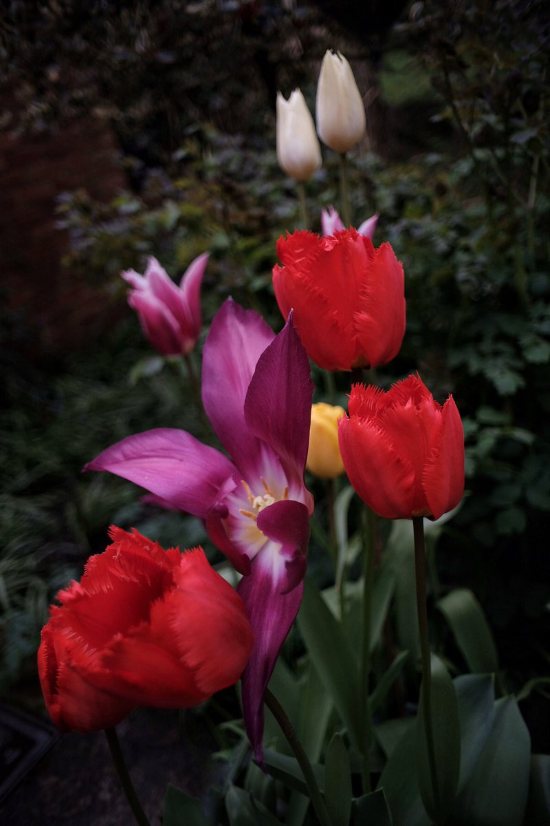 Camellia and Tulips in my garden @GWmag @GWandShows @TheMontyDon @The_RHS @wrexham @ThisIsWrexham @chestertweetsuk @wearechester @FUJIFILM_UK