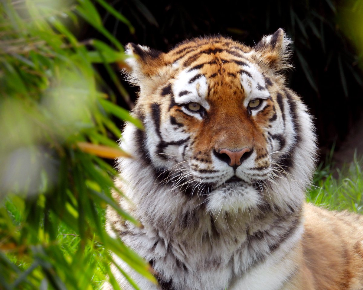 Good morning cool cats, grab your cubs and visit this weekend for your chance to catch a glimpse of the two majestic Amur tigers at Dublin Zoo; Ussuri and Tundra 🐅