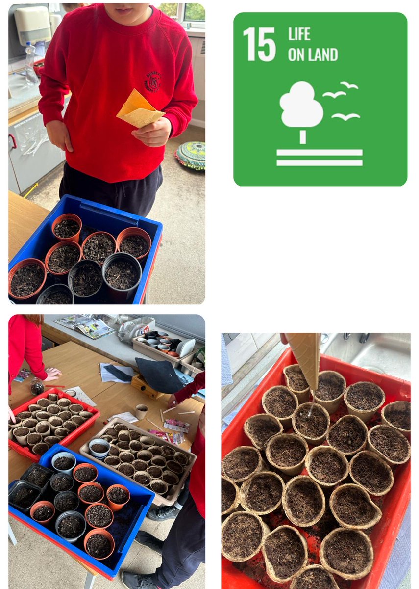 The Sustainability Squad Biodiversity Team have been sowing cosmos, sunflowers and marigolds which we will be planting in the school grounds as well as to sell at the summer fete 🌸🌱🦋 #SDG15