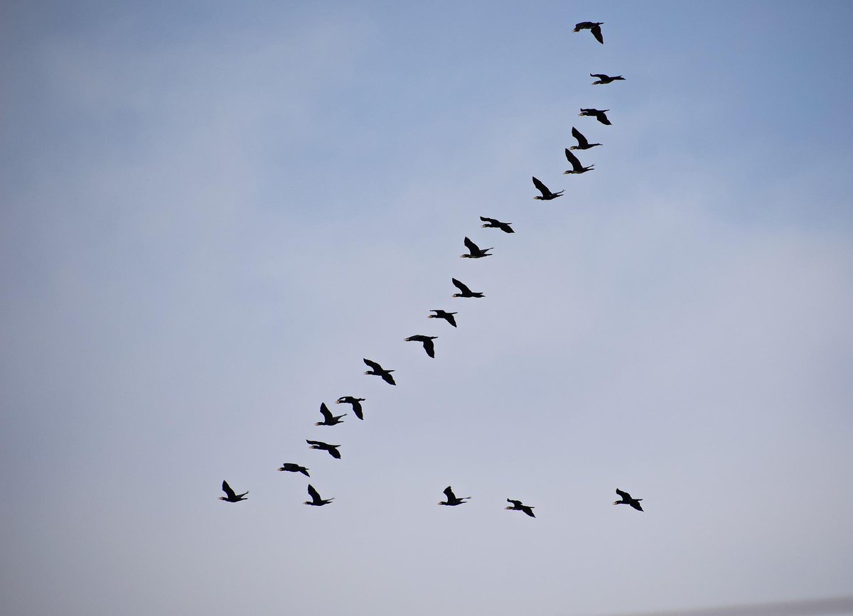 greg16676935420's tweet photo. Ever notice when geese fly in a V formation one side is usually longer than the other? This is because there’s more geese on that side. https://t.co/RuoASPwLBA