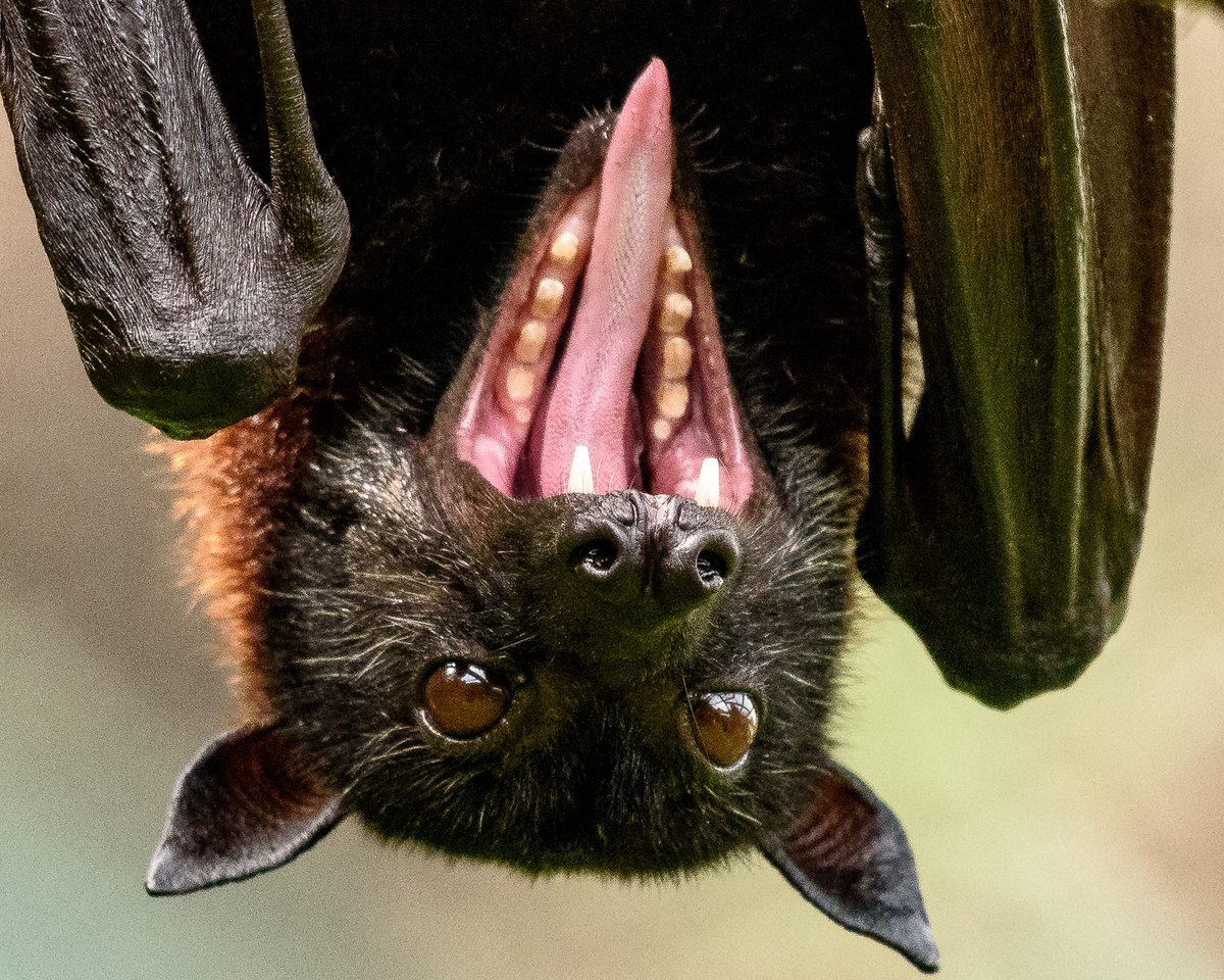 Bat fans: Our bat keepers are taking over our Instagram account today to share behind-the-scenes bat photos, videos, and facts about this amazing animal 🦇 instagram.com/oaklandzoo 📸: Steven Gotz