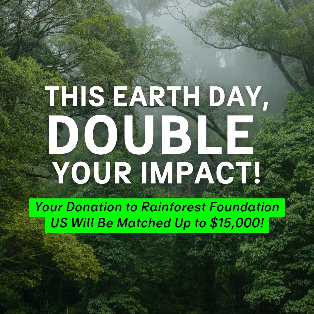 🌍 Exciting news this #EarthDay! 🌱 A generous donor will MATCH ALL DONATIONS up to $15,000. Every dollar you donate today becomes $2 towards protecting our planet's rainforests. Don’t miss this chance to double your impact! Donate through this link👇🏽 bit.ly/3TSAwFO