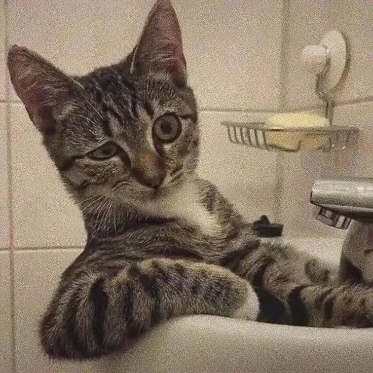 Hmmm really, you are going to watch me taking a bath? 😭🤣❤️🌈 #cats #CatsofTwittter #CatsLover