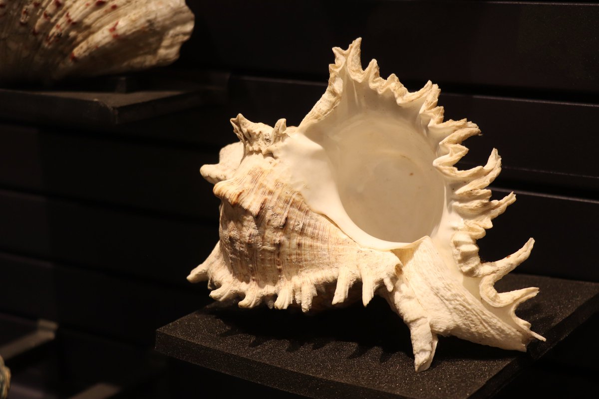 Savez-vous que #Dijon était sous la mer au Jurassique ? 🌊🐚 Le Jardin de l'Arquebuse vous dévoile les traces de ce passé dans l'exposition 'Océan, ici commence la vie' ! Une adaptation inédite de notre #ExpoOcéan présentée en 2019 👉 bit.ly/3U3GpQn