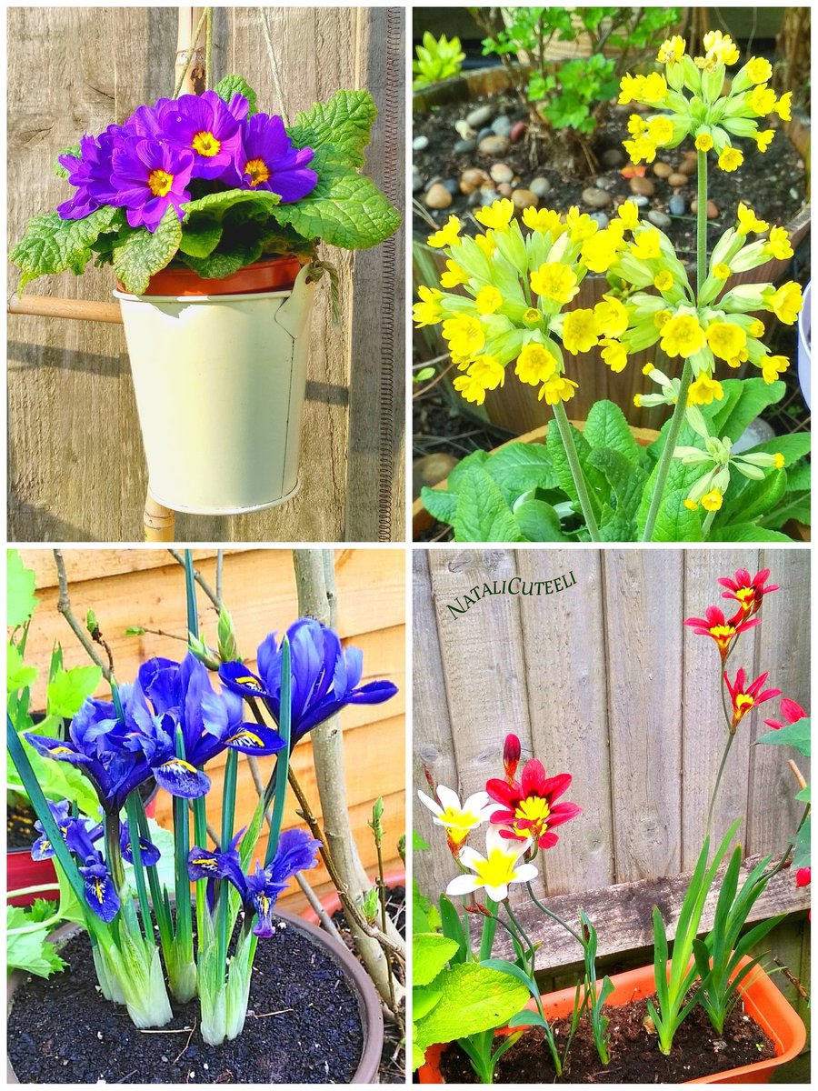 Spring cuties in the garden... ☺
🌿🌼🌿💜🌿🌸🌿
#cuteeli #art #nature #NatureBeauty #NaturePhotography #primrose #iris #positive #environment #gardening #beautiful #flowers #plants #garden