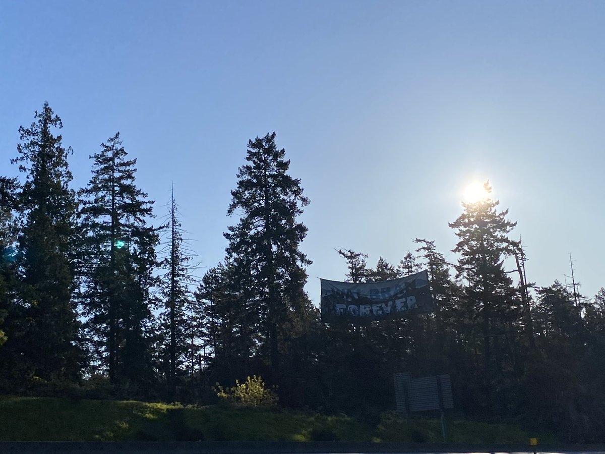 Not the greatest photos, but there’s tree-sit and massive banner on the highway into so-called Victoria right now. Demonstrators are drawing attention to the plight of old-growth forests in BC, and the Walbran Valley in particular: