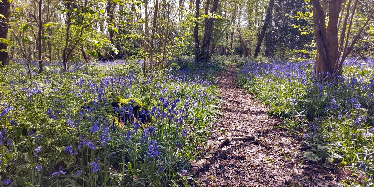 Not the most interesting post for #FingerpostFriday, but it points the way to a public footpath across one of the best #bluebell woods in #Coulsdon - #Inwood is an area of #AncientWoodland which forms part of the #DollypersHill #NatureReserve.