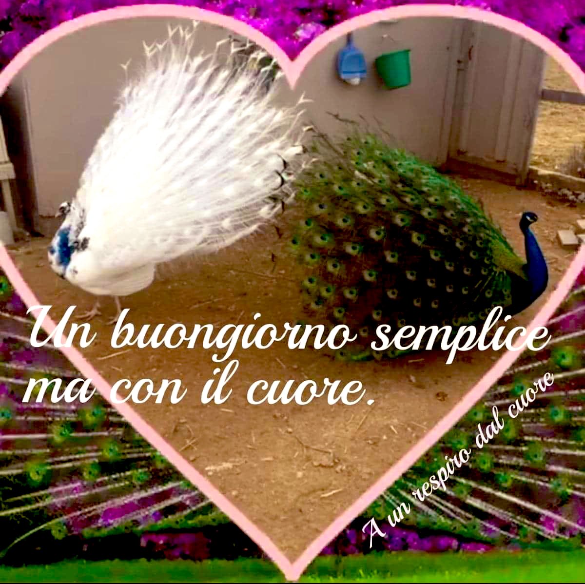 Ciao Sergio,come va? Spero tutto bene 🙂per te e Mamma,🤲Dio vi benedica e protegga sempre,🤲🥹Un saluto anche agli amici che leggeranno,🌷abbraccio 🤗per due fino alla prossima volta,😌abbi cura di voi ok? 🍃🌷🍃🌸🍃🌷🍃🌸🍃🌷🍃