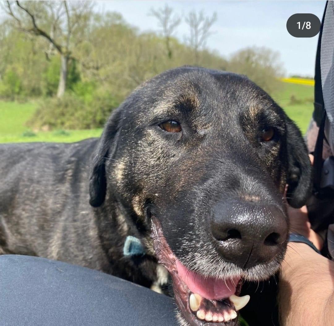 FOSTER OR ADOPTIVE HOME WANTED!

Finn came into our care after he was abandoned at a street dog feeding spot in Turkey where he was vulnerable to attack by larger dogs. He is a beautiful, gentle, boy who just loves to be loved!

📍Currently in Gloucestershire in our trusted