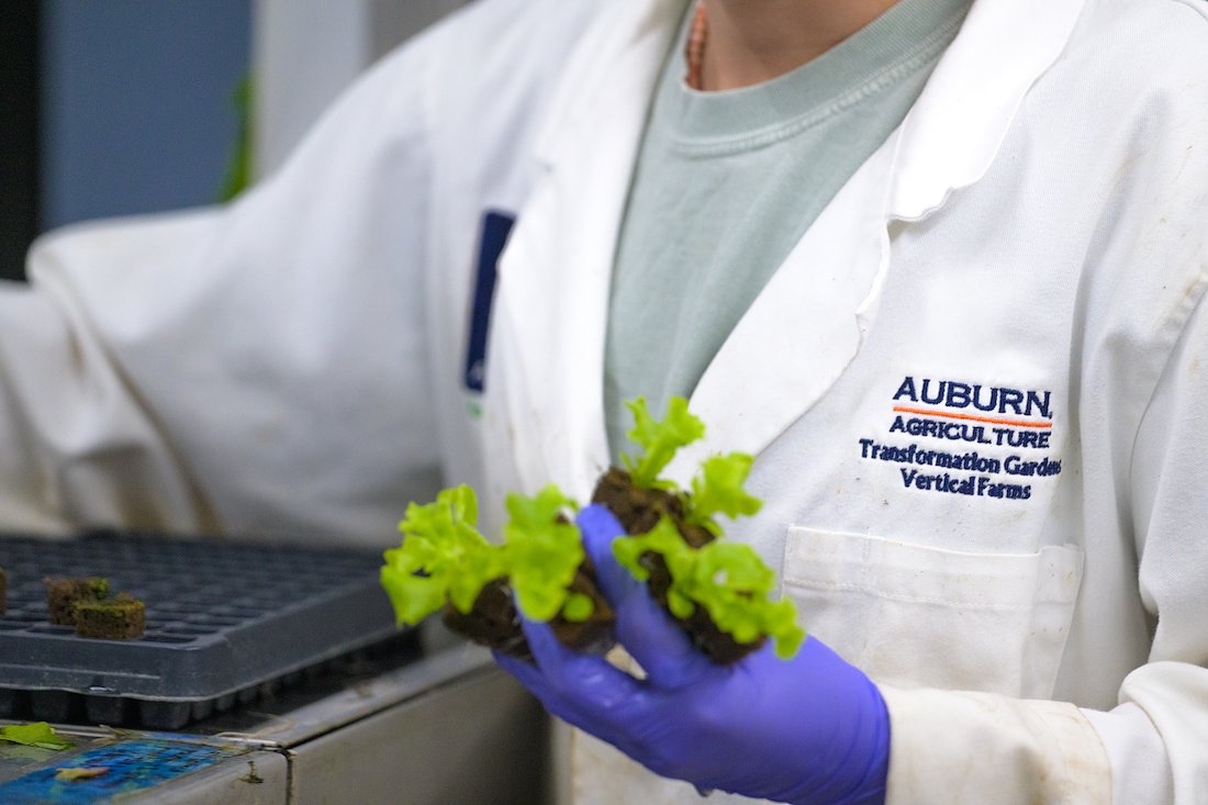 Among the few, Auburn leads the way for U.S. agricultural schools with two self-contained “vertical” farms that grow produce to serve to students. We're so honored @AuburnU featured this farm-to-table process in this stunning photo essay below. 🌱 pulse.ly/p0orm5y58c