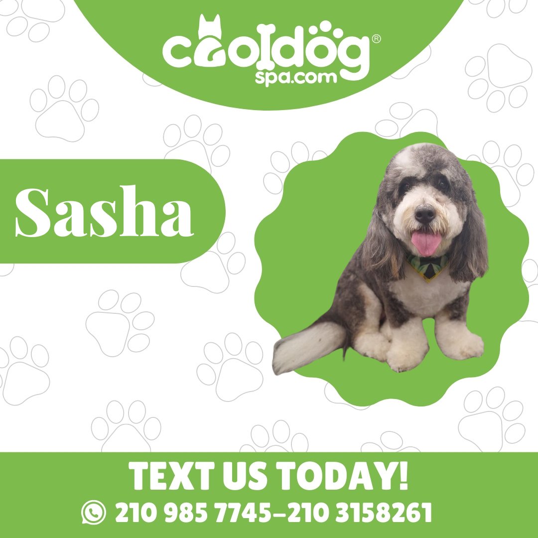 'we have same day appointments' subject to
availability'
..
TEXT US TODAY!!! 📳🤳📳
.
210.985.7745 & 210.315.8261

#CoolDogSpa #CDSLovers #CoolDogSpaFriends #CoolDogAustin #CoolDogSanAntonio #cooldogtips #dogslover #dogsclub #dogs #dogofday #dogslife