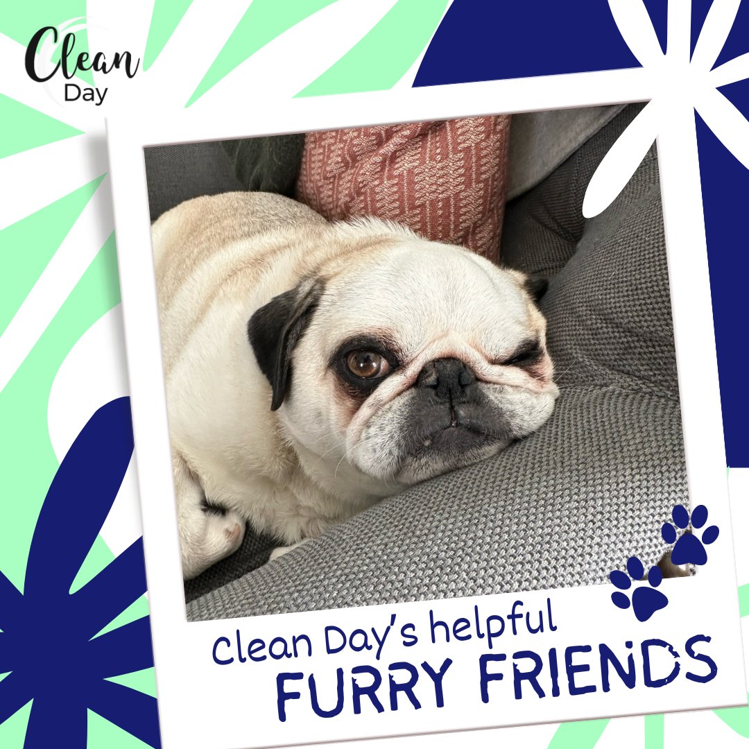 Can you please stop vacuuming? It’s so loud. I need ear pugs. ❤cleandayhousekeeping.com 

 #cleaning #furryfriends #welovepets #pittsburgh #columbus #eriepa