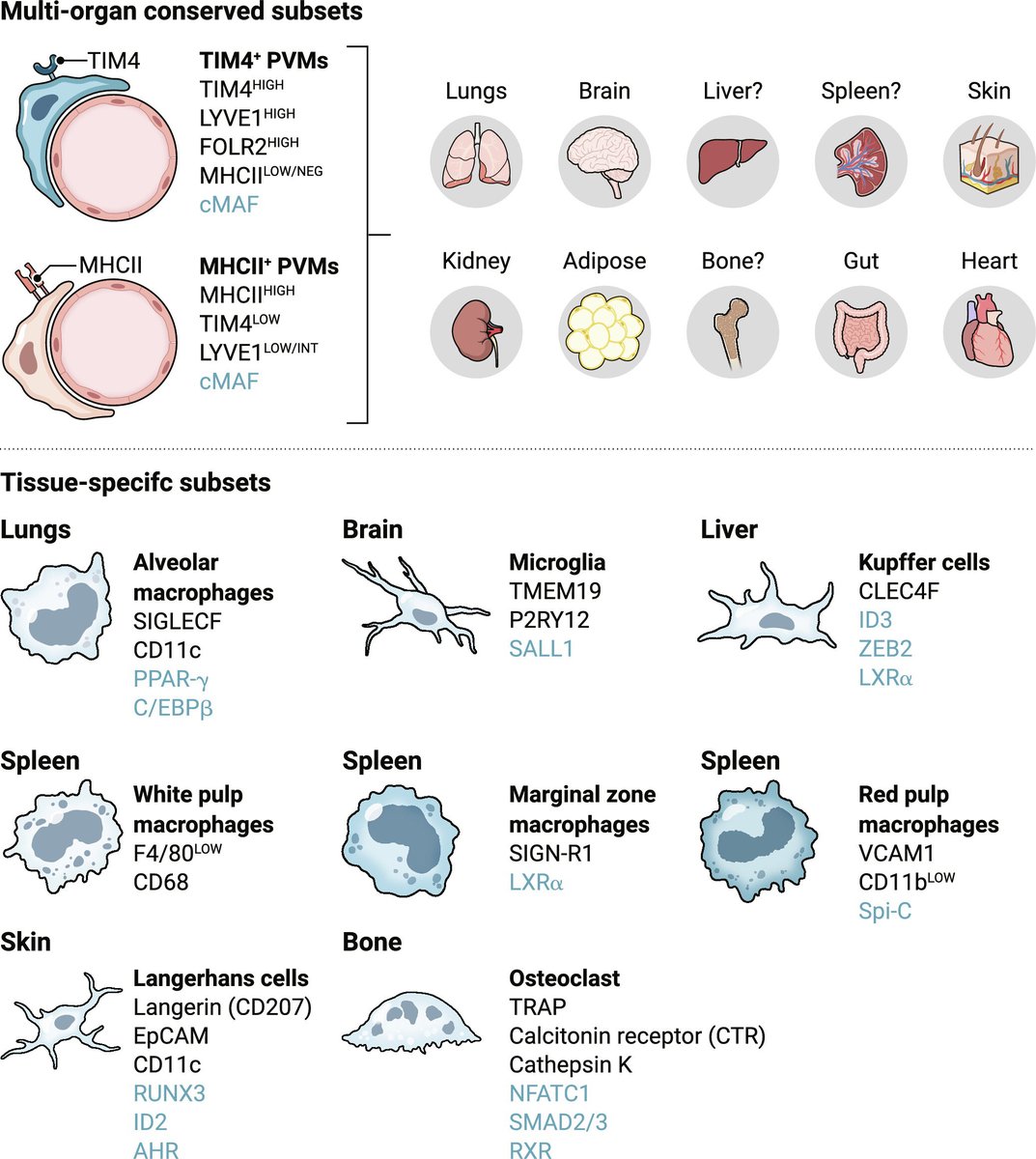 Science Magazine (@sciencemagazine) on Twitter photo From the brain to the bowels, a division of labor between resident tissue #macrophages keeps organs healthy.
Learn more in a new <a href="/SciImmunology/">Science Immunology</a> Review: scim.ag/6E0 From the brain to the bowels, a division of labor between resident tissue #macrophages keeps organs healthy.
Learn more in a new <a href="/SciImmunology/">Science Immunology</a> Review: scim.ag/6E0