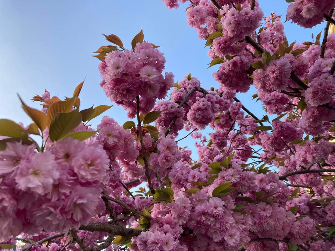 We are back from the winter break! Exciting news and events are on the horizon. Stay connected :)
#CeMIS