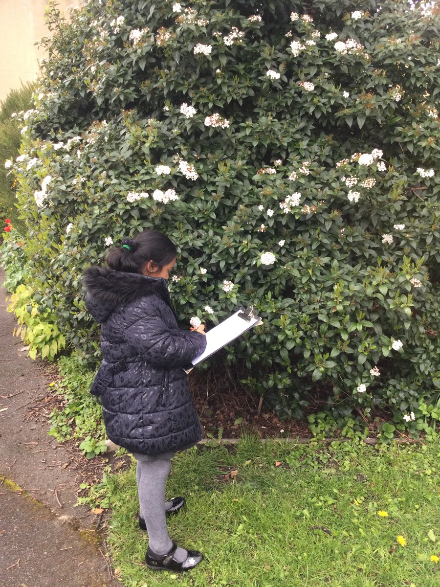 ECS_Keighley's tweet photo. Y2 enjoyed going in our outdoor learning garden this afternoon. They identified, drew and labelled different types of plants including trees. #KS1science #plants #outdoorlearning #identifyandclassify ๐ฑ๐ท๐น๐ธ https://t.co/JBN7FJ5LsM