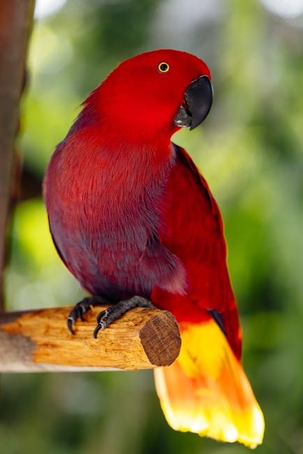 NorthernParrots's tweet photo. See the newest goodies for your #Eclectus here. #EclectusDay
https://t.co/3HghNZKsQf https://t.co/ahUqMQF02B