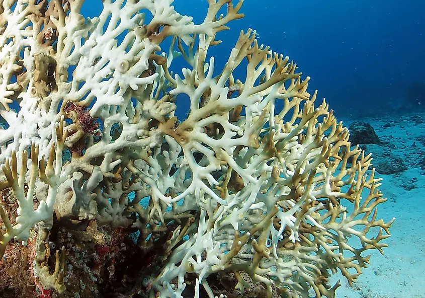 SEEDOORGAN's tweet photo. #Climate change is the main factor causing coral bleaching.
A warming globe results in a hotter ocean, and coral can drive away algae with a shift in water temperature of as little as 2 degrees Fahrenheit.
We have to act now!
#ActOnClimate #ClimateEmergency #EnvironmentGo https://t.co/Lk4DQzDL2A