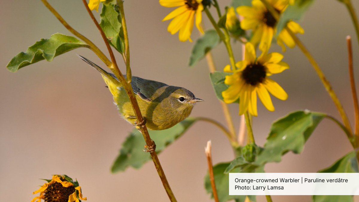 Spring is a great time to enjoy the sights and sounds of migratory birds after the long winter months. It's also the perfect time to start planning your garden! Click for helpful tips for growing a successful bird garden: birdscanada.org/gardening-for-…