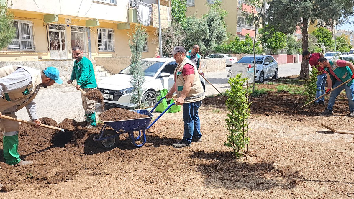 Daha yeşil bir Haliliye için 🌿 Park Bahçeler Müdürlüğü ekiplerimiz ilçemiz genelinde ağaçlandırma çalışmaları aralıksız devam ediyor. @mcanpolatnet @MehmetDolap_md