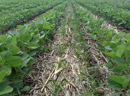 UNL_CropWatch's tweet image. #UNL researchers share results of a 2022-23 study on #interseeding #covercrops into #soybean, which reveal the impacts on soybean seed yield &amp;amp; nutrient dynamics for the following #corn crop. » ow.ly/tXgq50Rivca

#NebExt #agresearch #ag #Nebraska #cropproduction