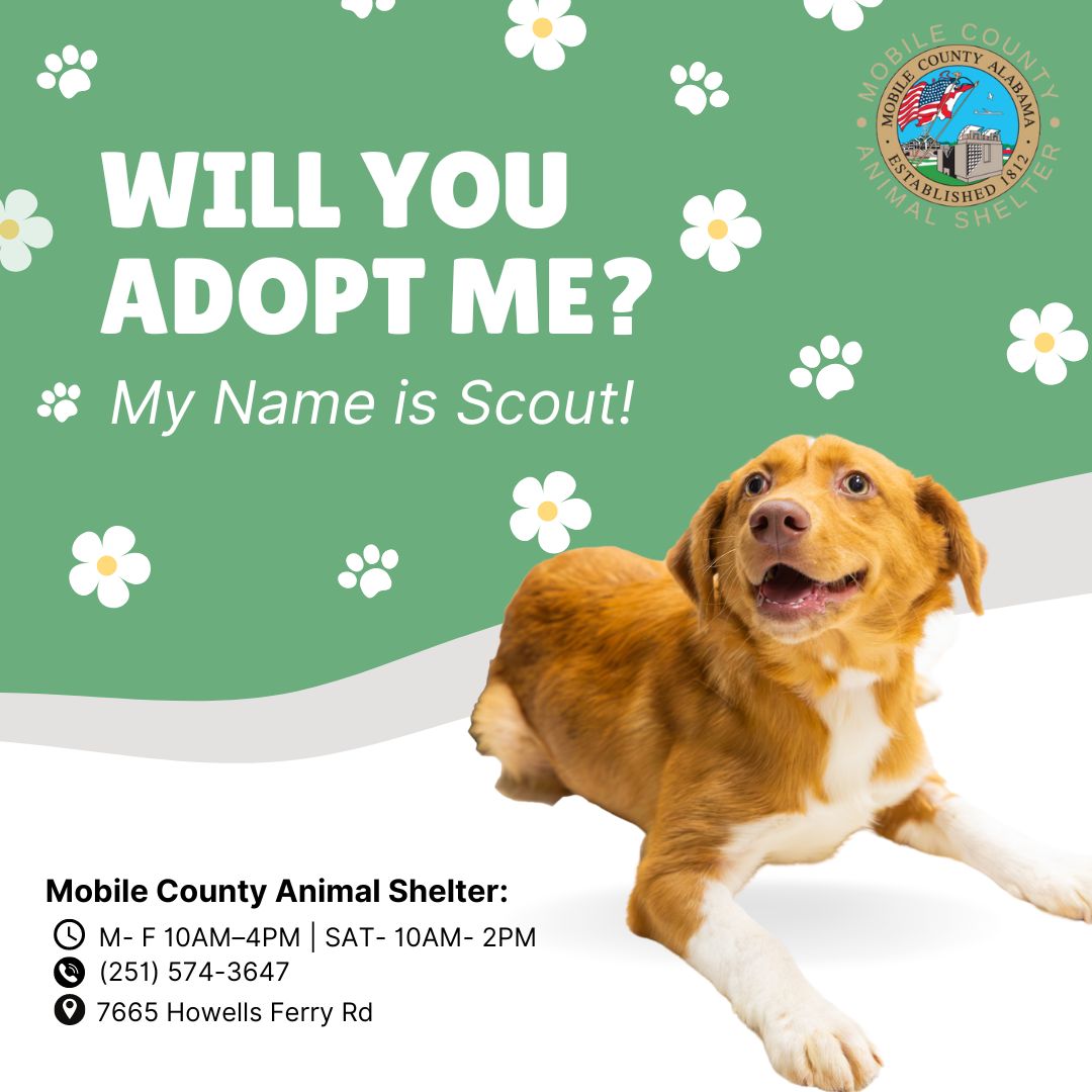 A079307 Scout is a 5-month-old Cathoula Mix. He is heartworm negative and weighs 23 lbs. The adoption fee is $80, which includes his microchip, neuter, 5-in-1 vaccine, one-year rabies vaccine, wormer, and the first dose of heartworm/flea preventative.