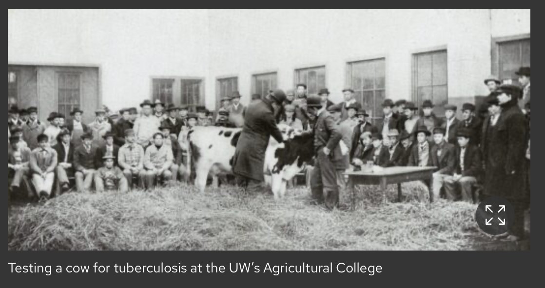 TB. The Great Slayer. I am reminded of the deadly interplay between bovine TB and human TB. And how Russell's research on tuberculin test starting in the 1890's helped Wisconsin farmers cull symptomless-yet-infected cows from their herds. A pioneering example of #OneHealth