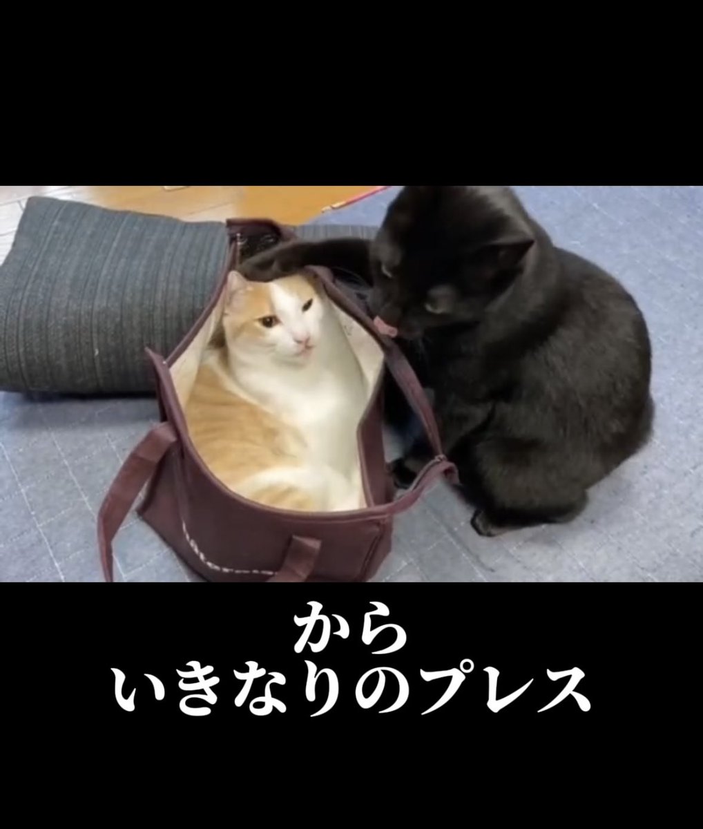 猫実況投稿しました！良い攻防が観られる動画になってます！

#猫実況 #本ちゃんの実況 #猫のいる暮らし
↓↓↓ 
【猫実況】緩急をつけた攻めに対して、籠城作戦に出る猫 
youtube.com/shorts/lCafOMH…