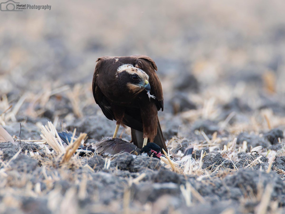 Western Marsh Harrier with Kill Circus aeruginosus #BBCWildlifePOTD #bird #birdphotography #BirdsOfTwitter #dailypic #indiAves #natgeoindia #NaturePhotograhpy #NifFeature #SHUTDOWN #TwitterNaturePhotography #nikonphotography #ThePhotoHour