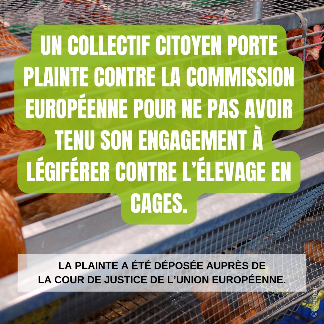 ⚖️ Vous avez été 1,4 million à signer l'initiative citoyenne #EndTheCageAge, mais la Commission européenne n’a à ce jour pas tenu sa promesse.

Plus d'infos :
➡️ welfarm.fr/ice-pour-une-n…