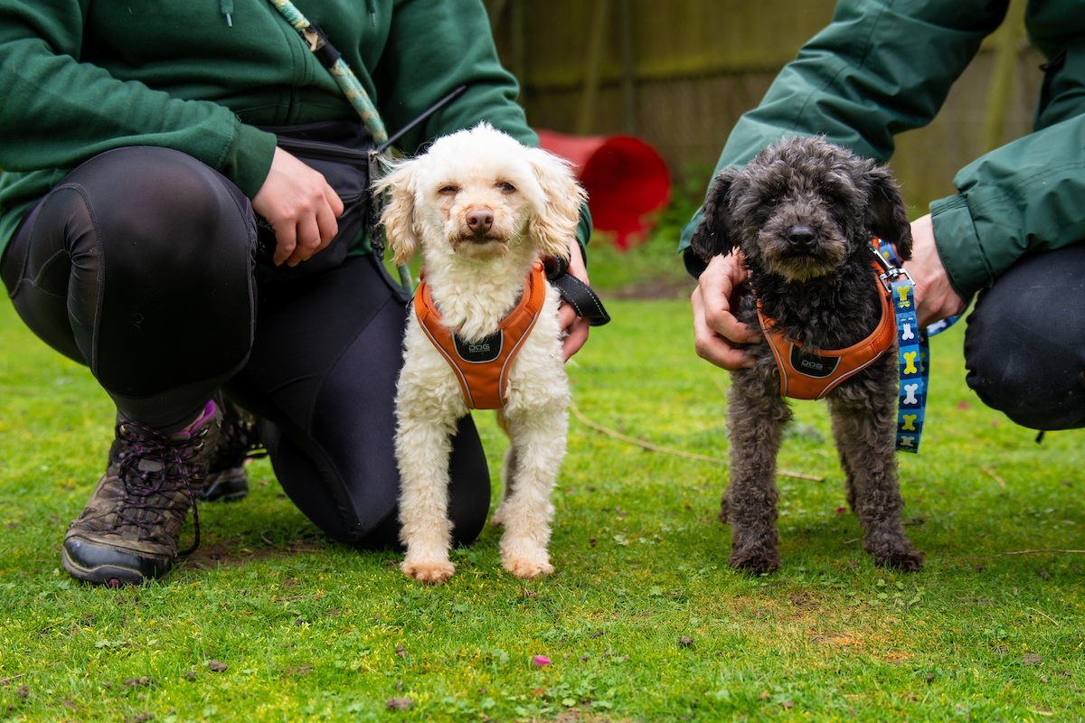 Iceman and Lavaboy are a Poodle duo who will melt your heart. They’re looking for a patient owner who will give them time for their brilliant personalities to shine through. Find out more: woodgreen.org.uk/pets/iceman-an… #DogRehoming